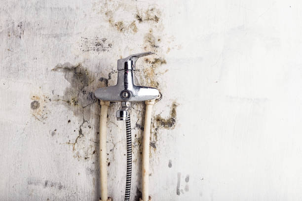 Best Residential Mold Removal  in Wailuku, HI
