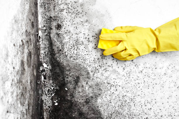 Home Mold Removal in Wailuku, HI