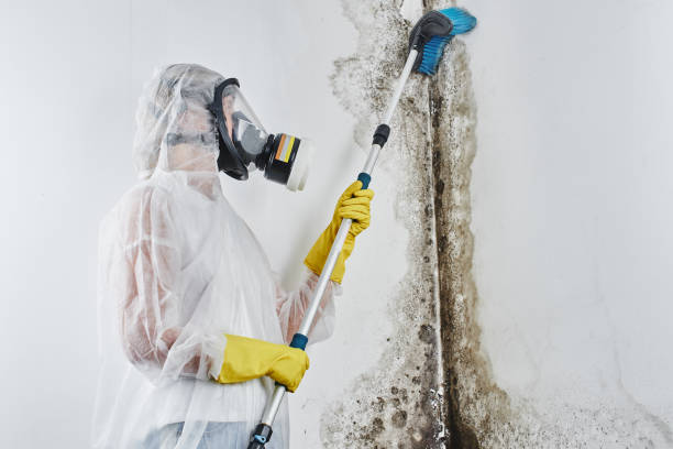 Best Mold Cleaning Services  in Wailuku, HI