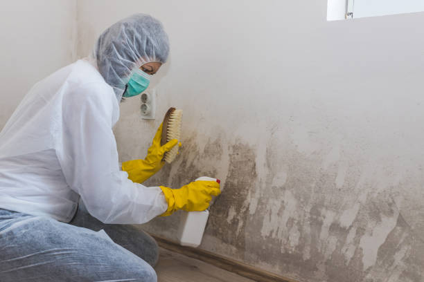 Best Residential Mold Removal  in Wailuku, HI