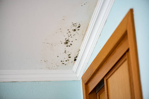 Best Mold Testing  in Wailuku, HI
