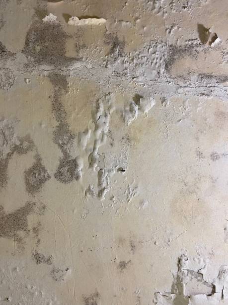 Best Black Mold Removal  in Wailuku, HI
