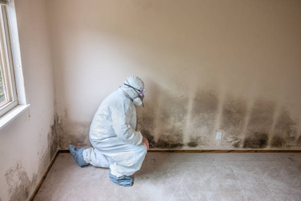 Professional Mold Removal in Wailuku, HI