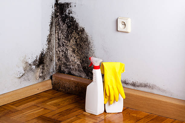 Best Professional Mold Removal  in Wailuku, HI