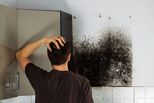 Best Crawl Space Mold Removal  in Wailuku, HI
