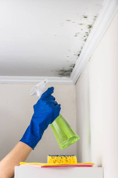 Mold Removal and Inspection in Wailuku, HI